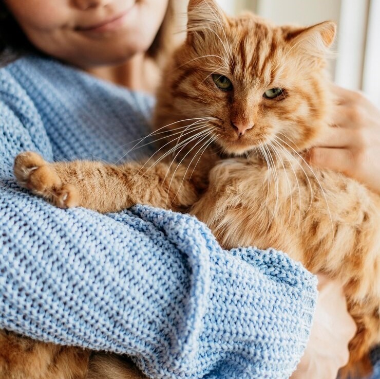 Pet Care Image