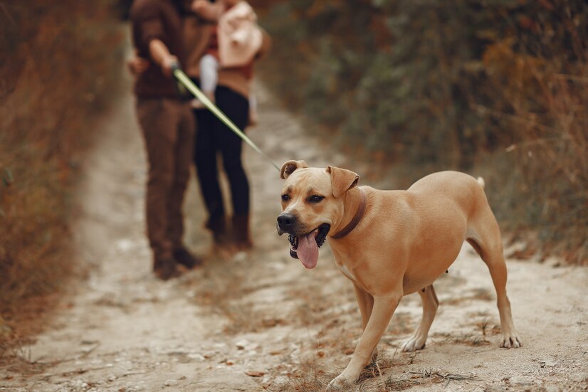 Dog Walking