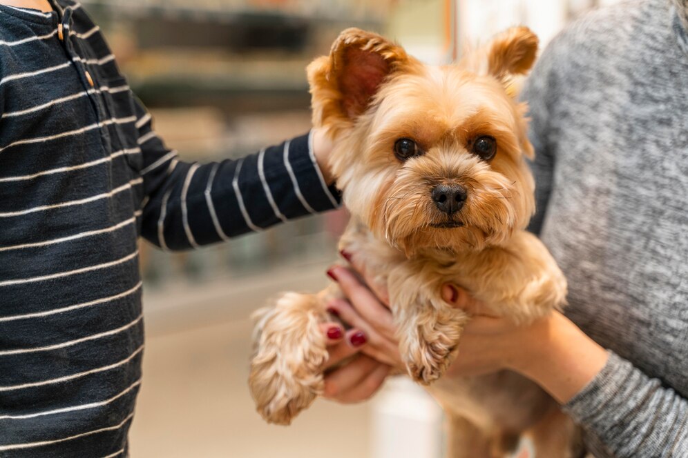Pet Grooming
